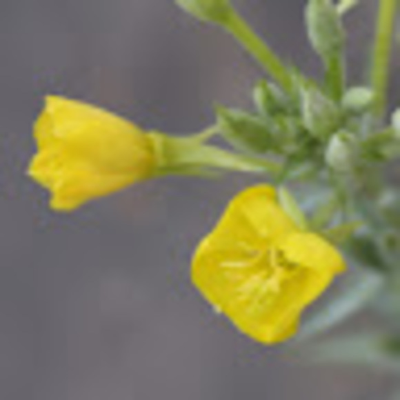 Meet your Posher, Sam - Picture 1 of 1